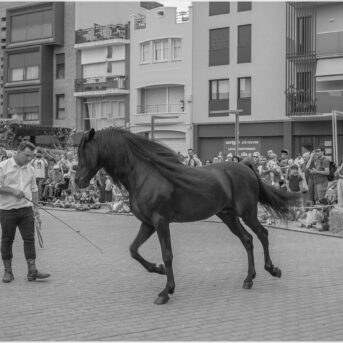 Festa del Carreter 2026 (62)
